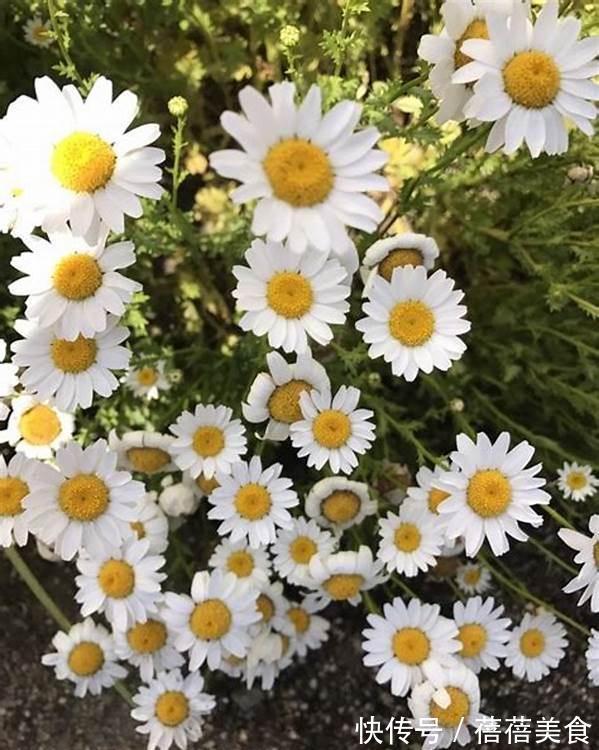 养花试试这款,像一朵隐士的花,风格很清新