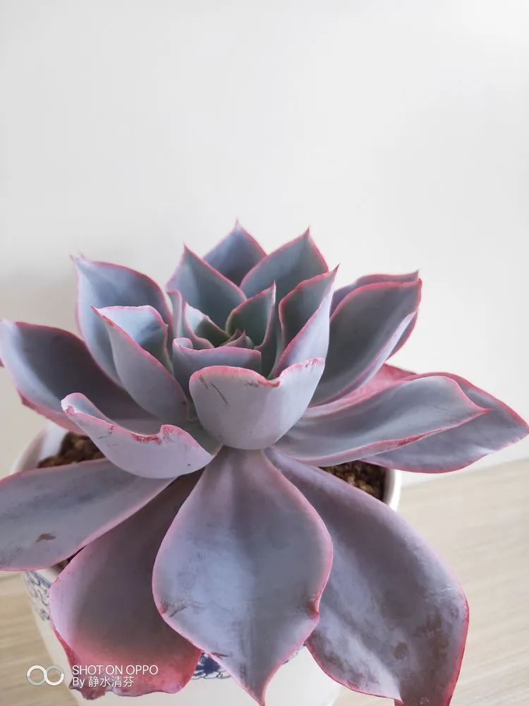 状态一般的多肉们，在我这儿已经是最美的存在了！