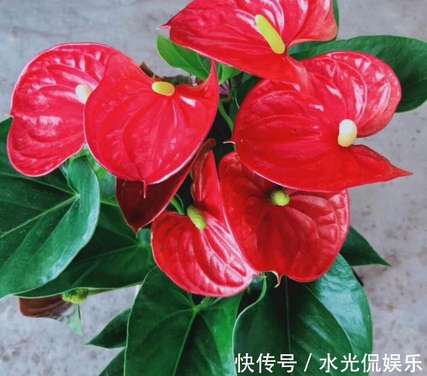 果子|“4种花”一定要养,寓意新一年红红火火,蒸蒸日上,幸福满满!