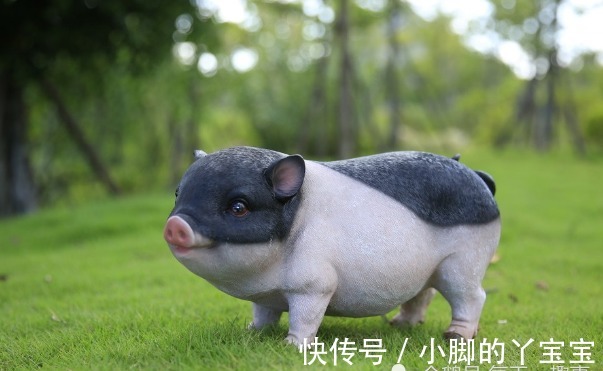 天喜星|生肖猪:10月一定要珍惜的1个人,他们能助你财运水涨船高!