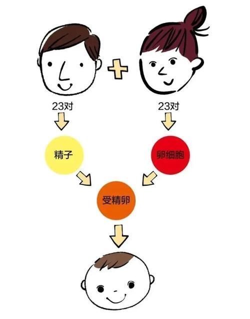 染色体|什么血型的宝宝天生更聪明?男孩像妈,女孩像爸?真的假的?