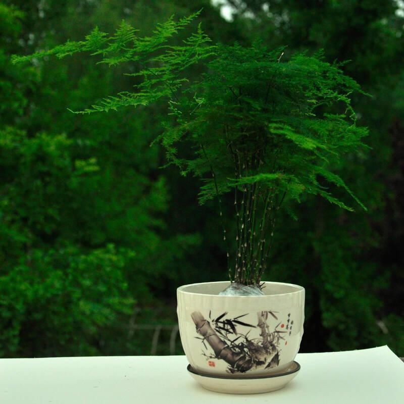 小花|文竹和云竹很相似，抓住这些特点能区分，平日养对了四季常青