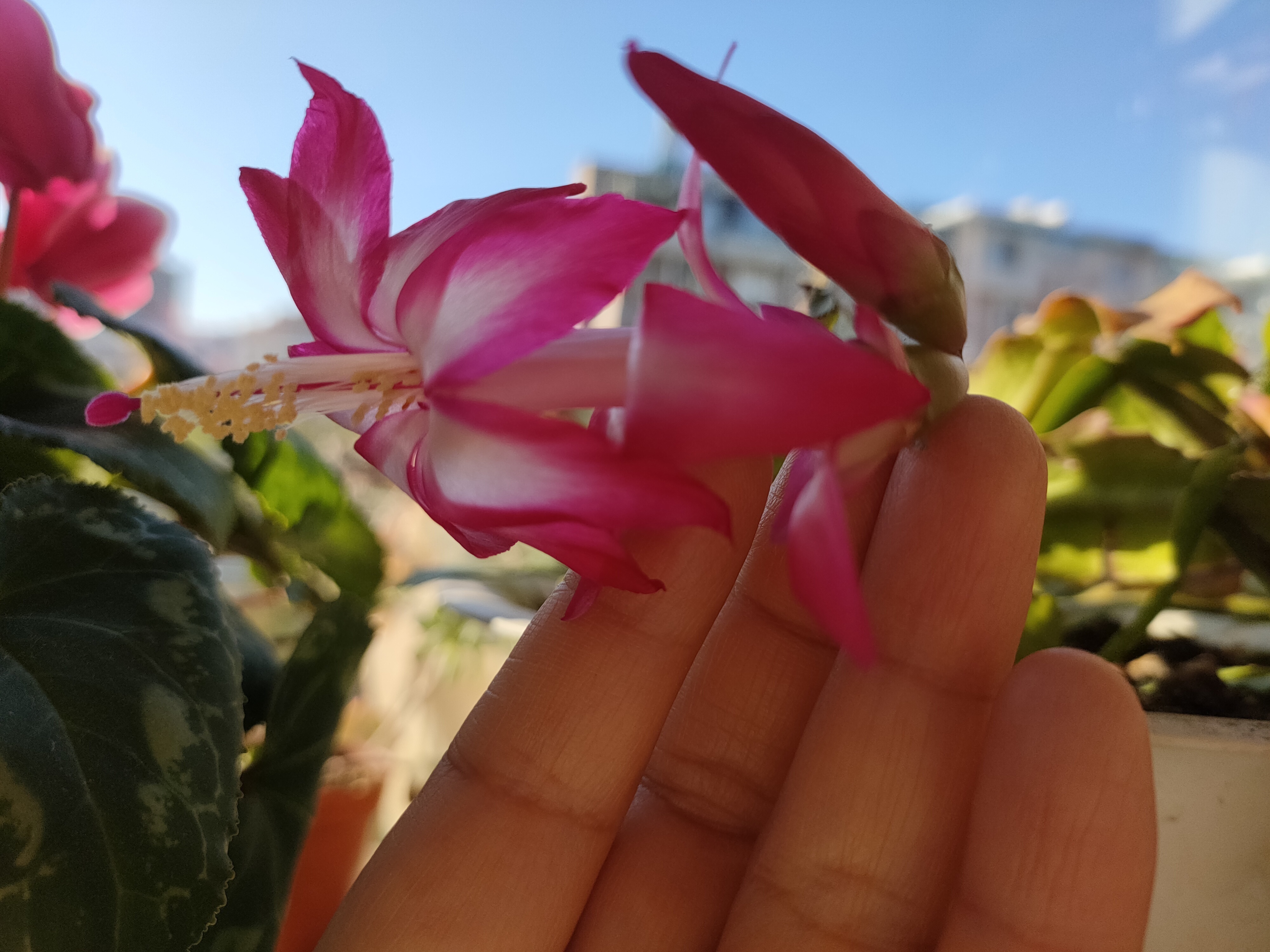 生长期|蟹爪兰的叶面肥别乱用,常用的3种肥,1种“另类”你用过哪种?