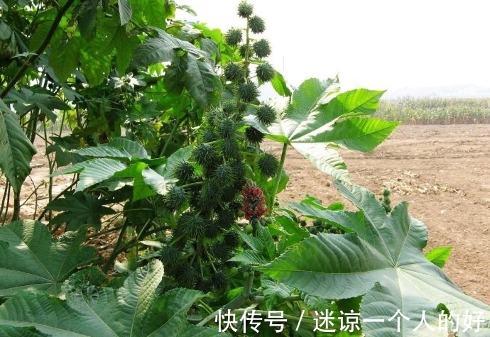 世界上最危险的植物,潜伏在我们身边的致命植物