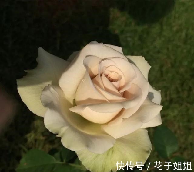 美味|那些名字很美味的月季 秀色可餐 吃货的福音!