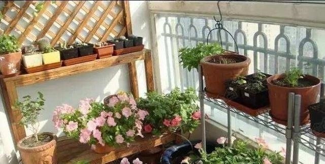 此种“小东西”自带酸性,肥力大,花盆里撒一把,治虫、不黄叶!