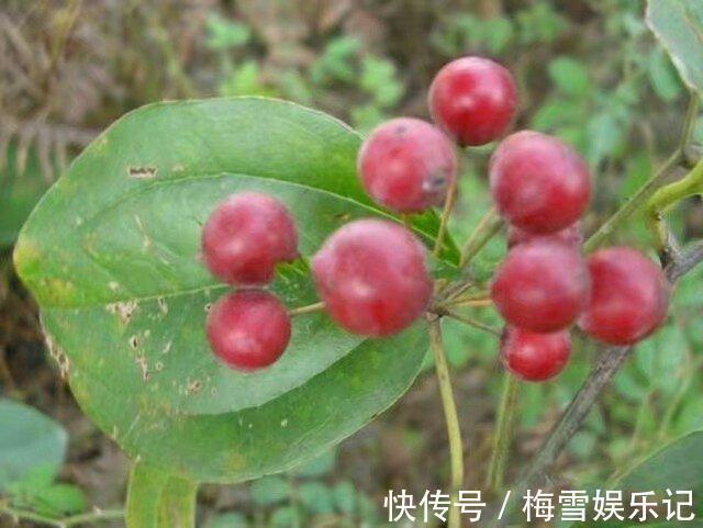 风湿骨痛|农村娃吃到吐的一种野果，没想到是风湿骨痛的克星！