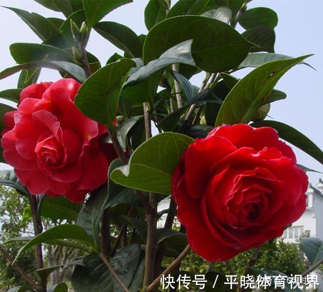 落蕾|初春养茶花,记住三个事项和注意要点,不落蕾也不掉叶