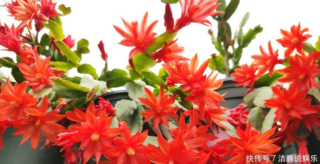 5种花干养最好,植株健壮能开花,湿养会送命!