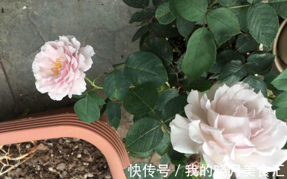 栽培|香味十足的月季蜻蜓，栽培扦插简单，值得园艺新人“踩雷”