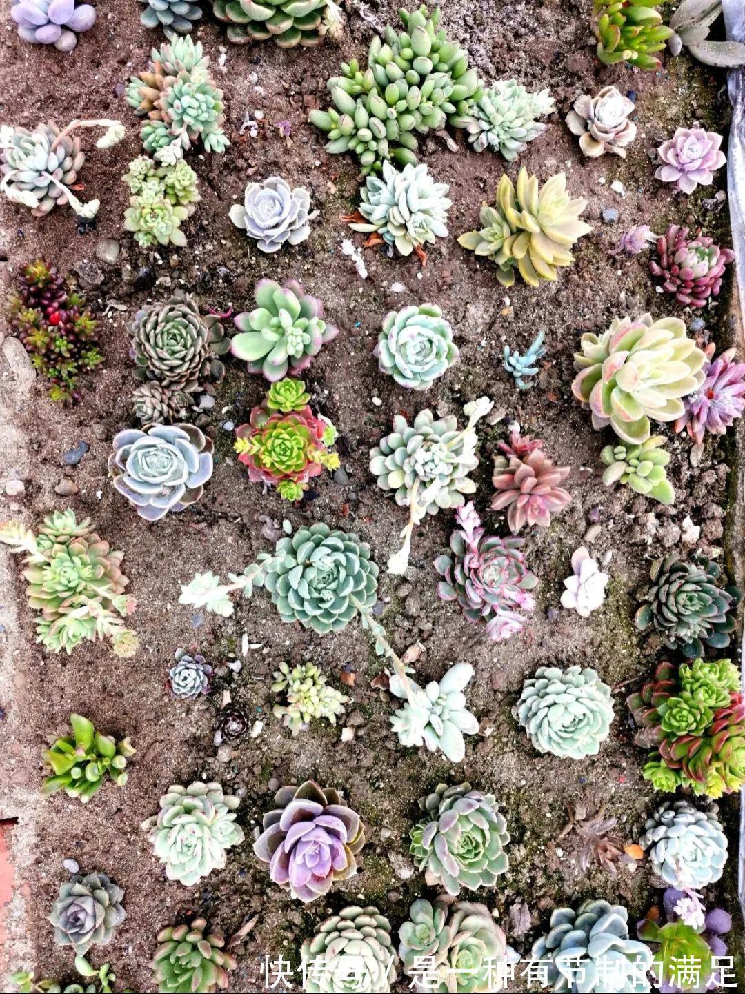 四川大哥养多肉，创意无极限，生活巴适得很！