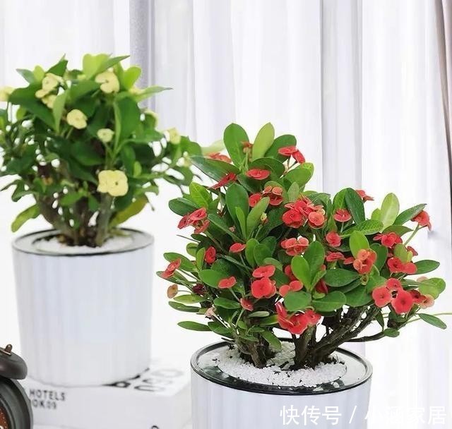家里|家里养盆虎刺梅,一年四季都能开花,漂亮又好养,新手也能尝试!