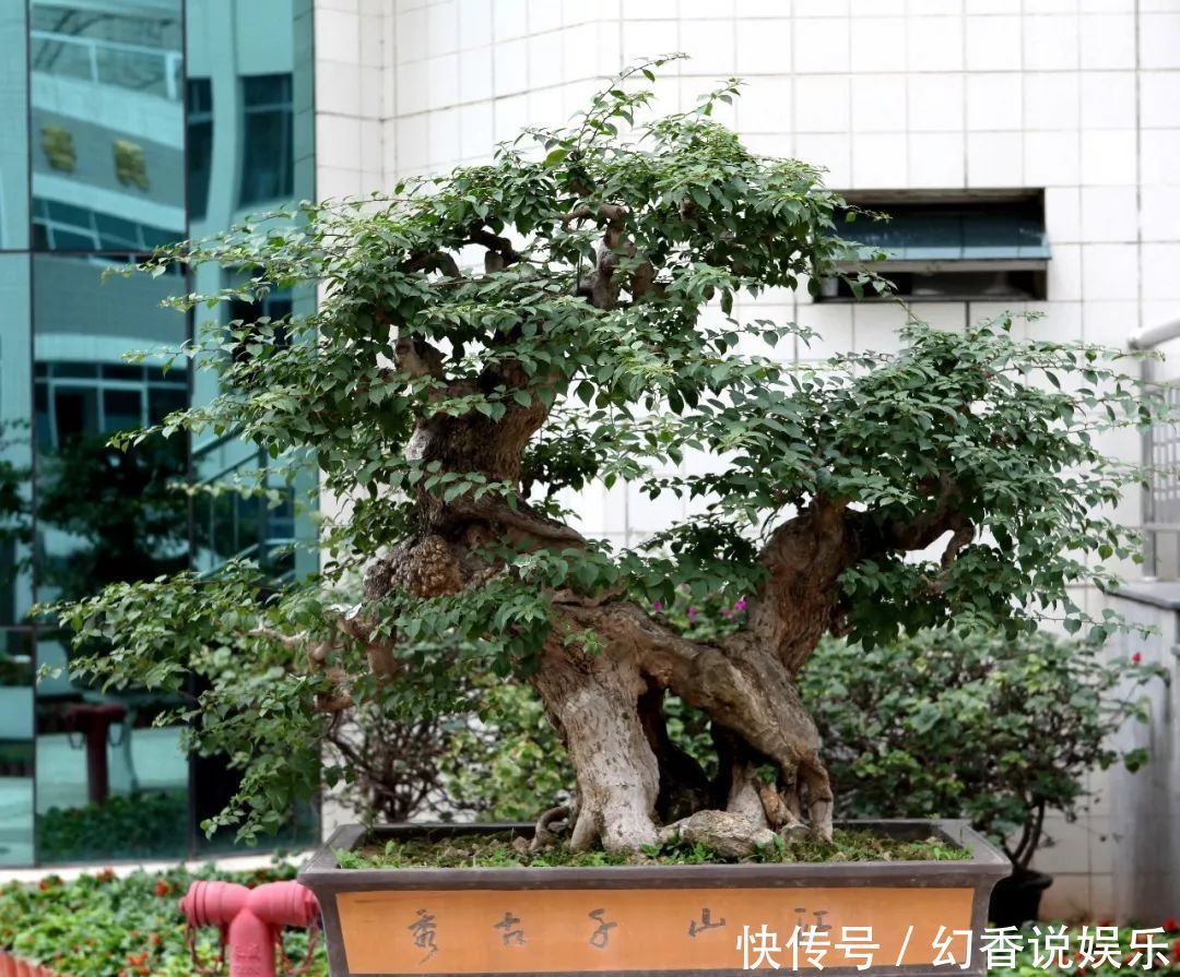 盆景|三角梅盆景制作6步曲,看懂了自己也能做出精美绝伦的三角梅盆景