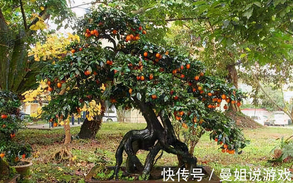 6大“富贵花”，能养几十年，花大雍容又华丽，能养成“传家宝”