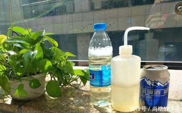 啤酒水浇花有技巧，里面加“4个小东西”，叶子油绿，花儿长疯了！