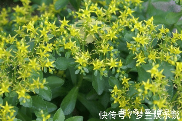 播种|救心菜的作用有很多,口感也很好,家里有空地就能种