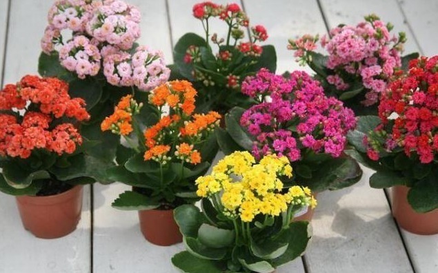 室内温度|老花匠养“长寿花”,轻轻松松变“老桩”,花友给1000不卖