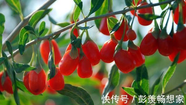 肝毒|蒲公英和它很“般配”，坚持泡水喝，排肝毒降肝火，皮肤也变好了