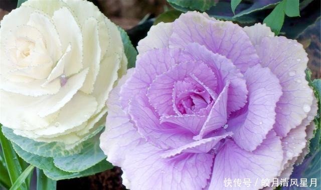 姑娘|爱心故事李子柒姑娘的美丽视频唯有美食和美人,一生不可辜负