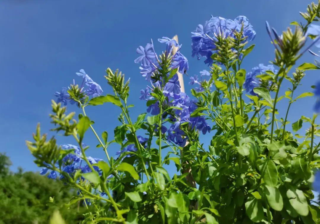 风雨兰|从养花大神家，偷来3个爆花技巧，快学，24小时后删