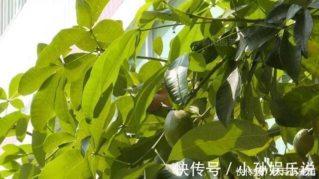 果子|养了十年的发财树,高约5米,年年都结发发财果,出上万都不卖