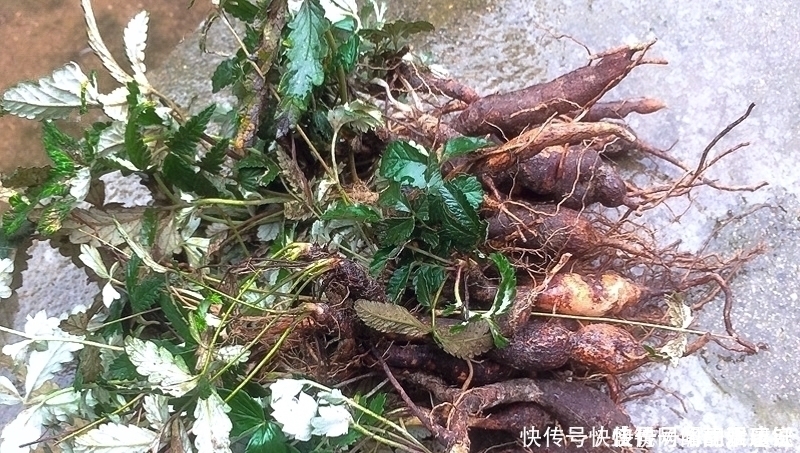 人参|根似人参却不是“参”,长在农村过去常忽视,如今20元一斤