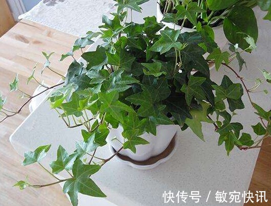 常春藤养不好“关键”3点要做好，四季常青长爆盆，美出新高度