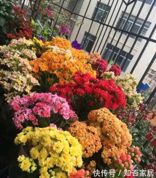 垃圾箱|垃圾箱常见的“3种花”，赶紧捡回家，剪一剪，来年美得不像话