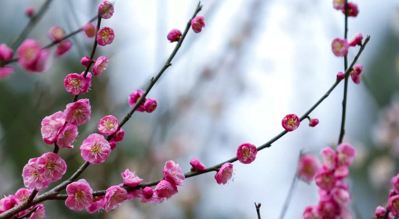 中年|南岳梅花进入盛期,“梅”好时节不容错过