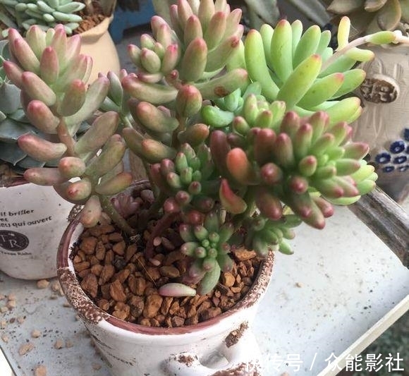 姬小光|经过夏天的酷晒，我家的多肉变成了这样