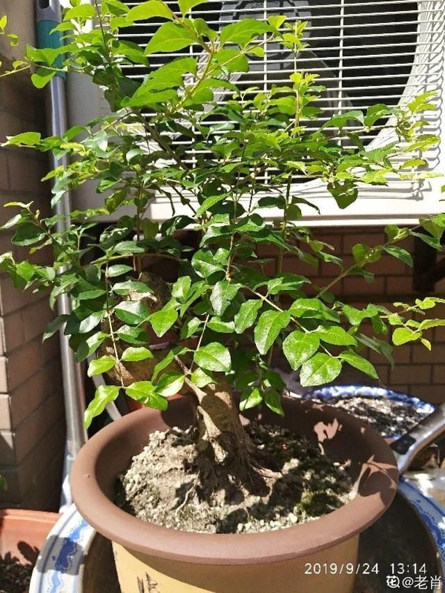 花盆里|农村不起眼的树,挖一棵做盆景,比买得还要好看