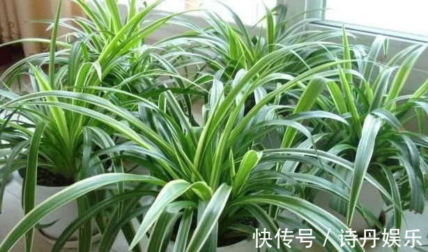 吊兰干尖黄叶掌握关键“3点”,1整年叶片绿油油,开花爆满盆!