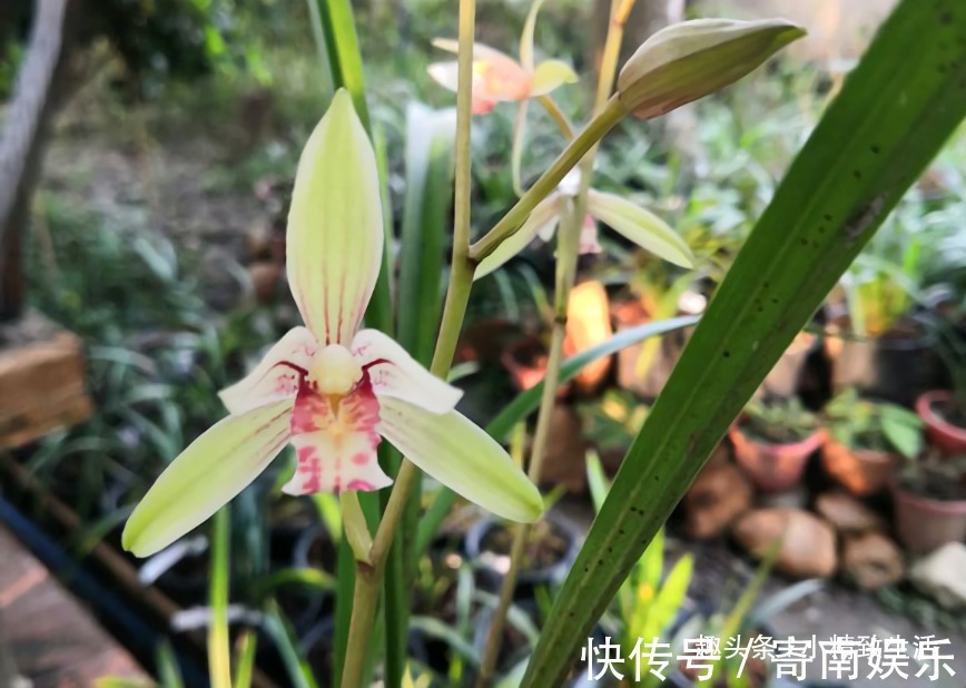 服盆期|新手养兰,学会“3多3少”,兰花长得旺、常爆盆、开花多