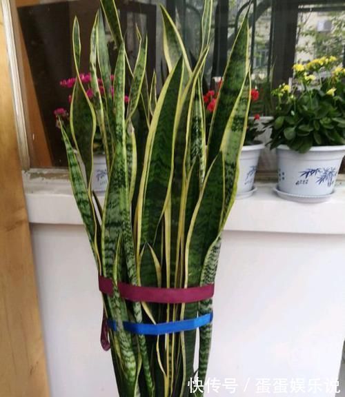 电视旁边放啥花卉好？此“3种”植物都爱养，一年四季绿油油