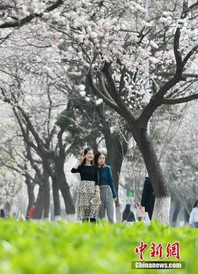 杏花绽放吉大校园