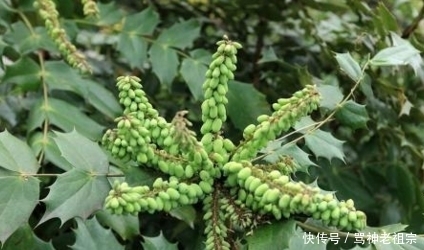 土黄连|这种植物叶形奇特有八个角，果实似葡萄，却是治肺结核的良药！