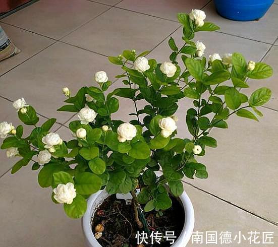 植物|自制花盆、水和肥养花，养啥旺啥，效果好成本低