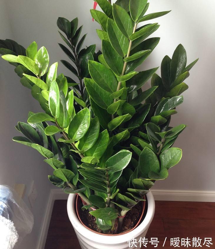 花友|容易被“误杀”的7种花,汲取教训,才能养好