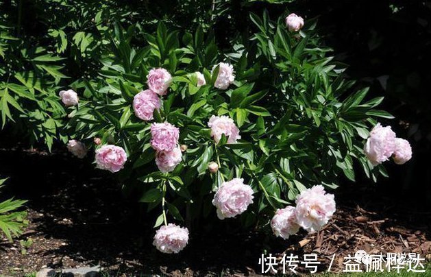 津液|张仲景的两大名方合用,原来有这么多的用途,你能想到吗?