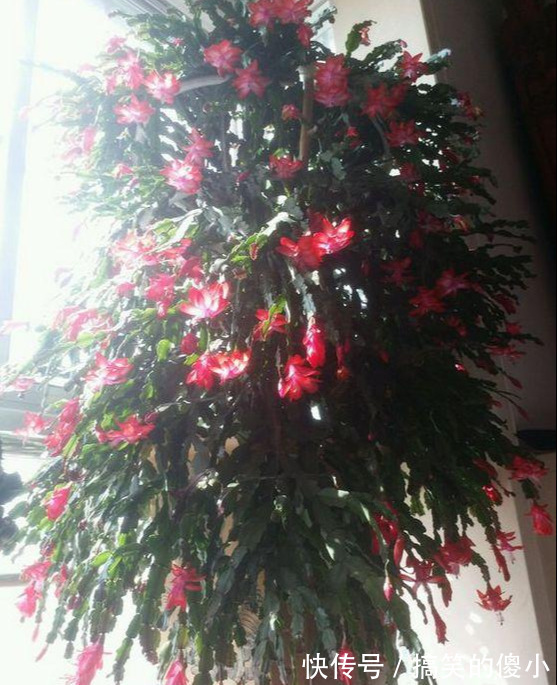 4种花专挑秋天爆盆,养一盆连续爆花3个月,花多花美