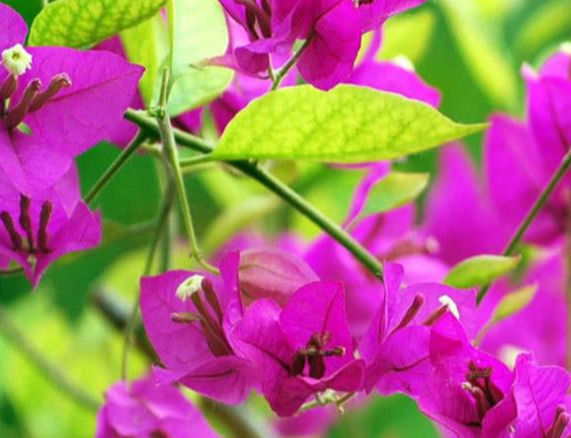 修剪|三角梅的养护方法全在这里,赶快看看,超级实用