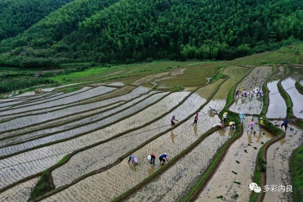 明目止烦|喝着山泉水长大的内良高山稻米，认识一下