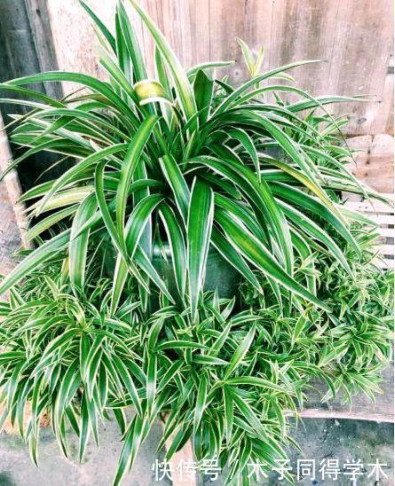 琴叶榕|4种花养家里,空气1级棒,吸甲醛、杀病菌,还有助于睡眠!