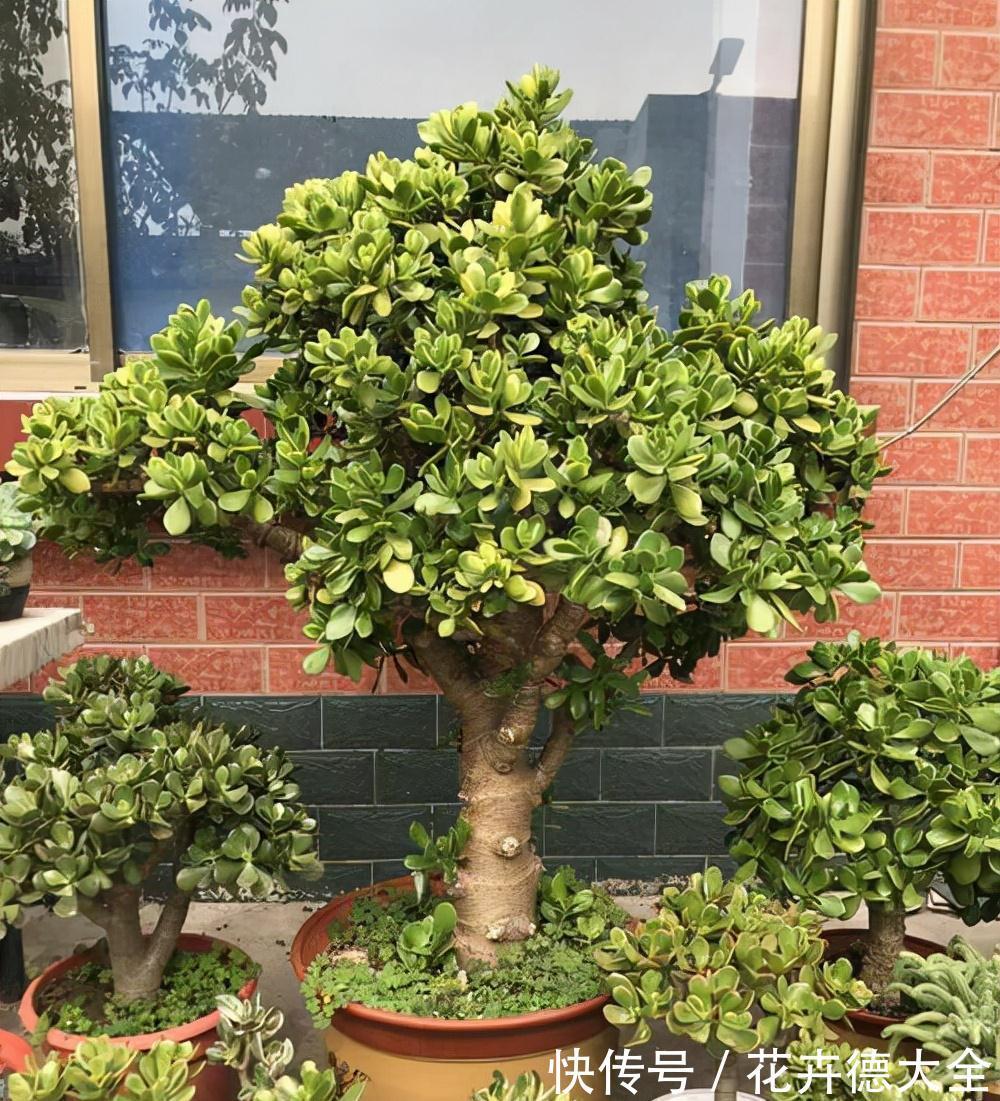 石榴|4种“盆景桩”,品位高大上,懒人花剪一剪,价格翻几倍