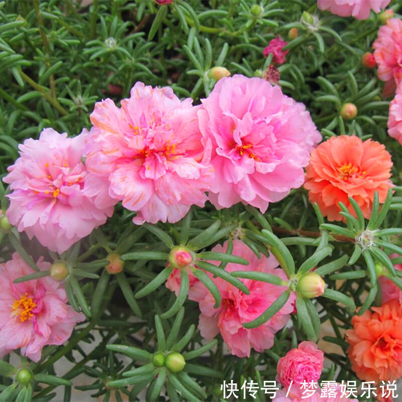 盆栽|超喜欢的“盆栽”花卉,朵朵重瓣色鲜艳,皮实好养,一年开花3季