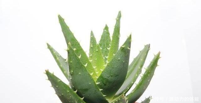 芦荟喜阴还是喜阳多浇水还是干一点比较好!