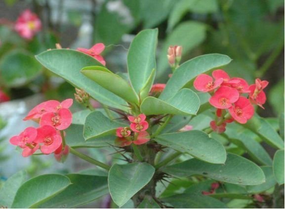 虎刺梅|越来越多人不养绿萝了,如今都流行这种花,好看又旺财,花繁叶茂