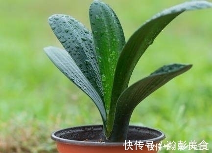君子兰浇多烂根?老花匠教你一招,简单实用,教你快速拯救它