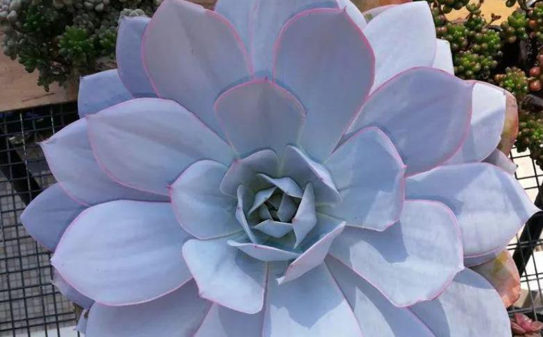 6种多肉个头比脸大,天生就是“巨无霸”,没地盘别养它