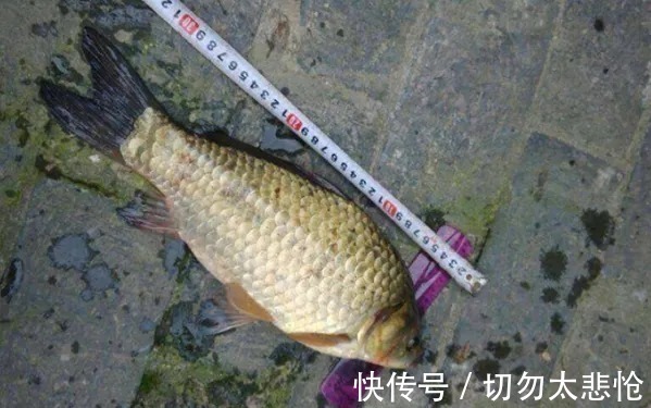 钓鲫鱼|降温后,这钓法不用就亏了,简单又高效,钓上的鲫鱼一尾比一尾大